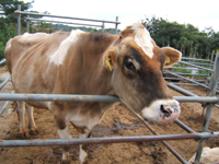 �W���[�W�[