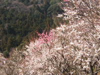 ���͌��~��